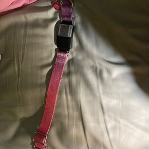 FI dogs GPS. Collar used